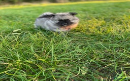 Keeshond dogs for sale: One female available  - Image 2