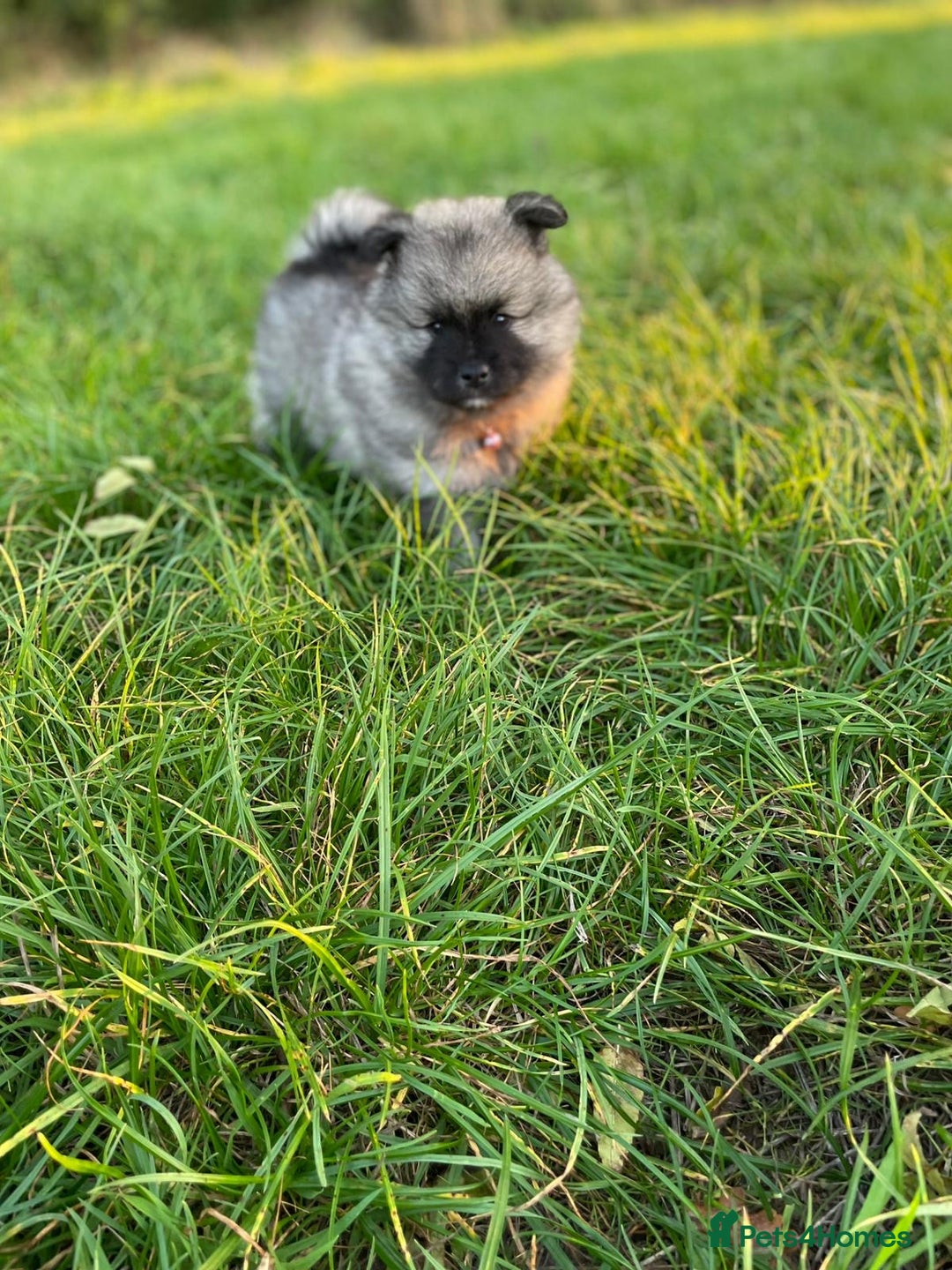 Keeshond dogs for sale: One female available  - Image 2