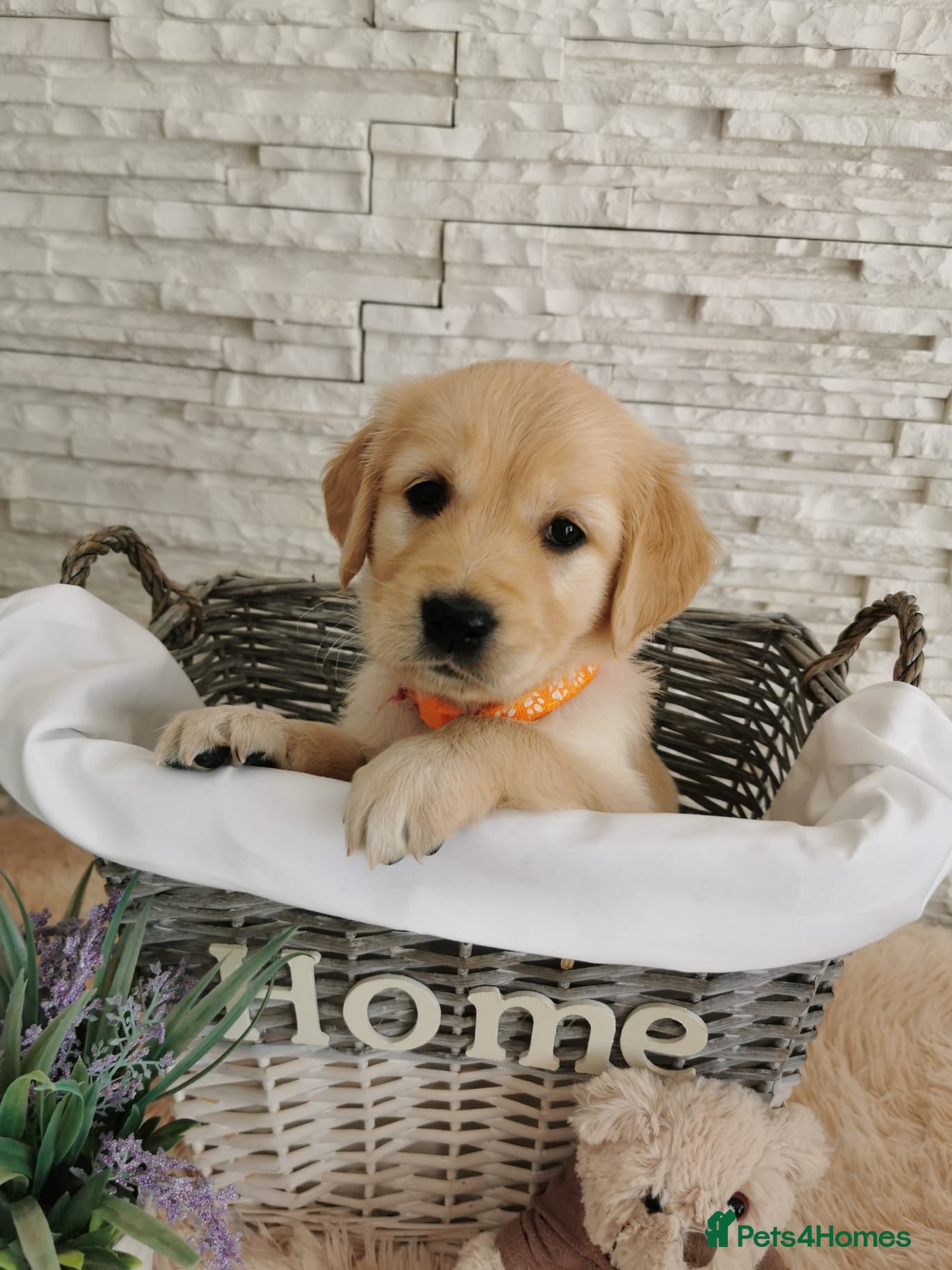 Golden Retriever dogs Beautiful golden retriever puppies for sale - Advert 5