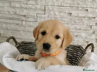 Golden Retriever dogs Beautiful golden retriever puppies for sale - Advert 5