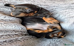 Miniature Dachshund dogs for sale: Genuine Short Haired Miniature Dachshund Puppies - Image 14