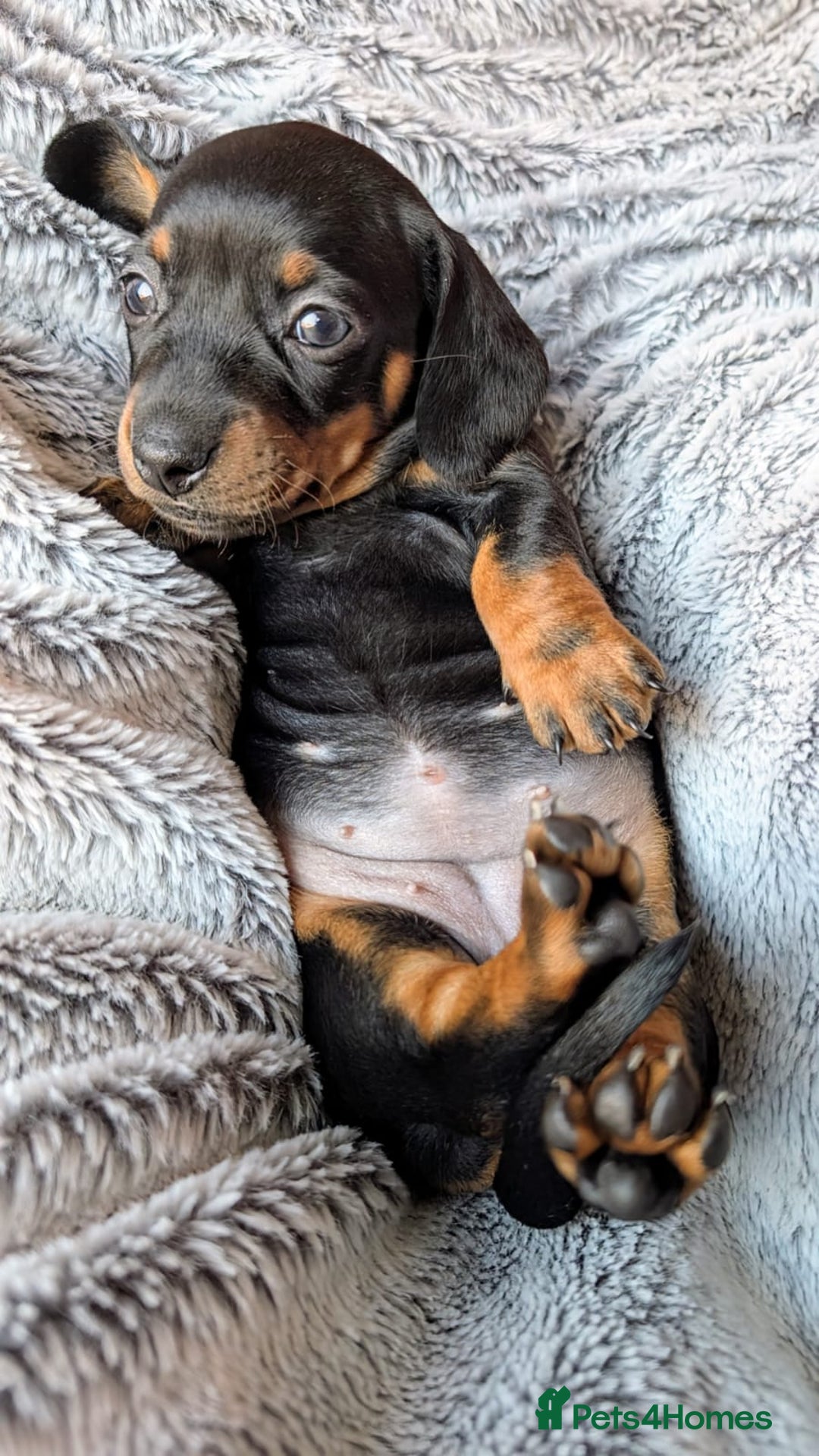Miniature Dachshund dogs for sale: Genuine Short Haired Miniature Dachshund Puppies - Image 14