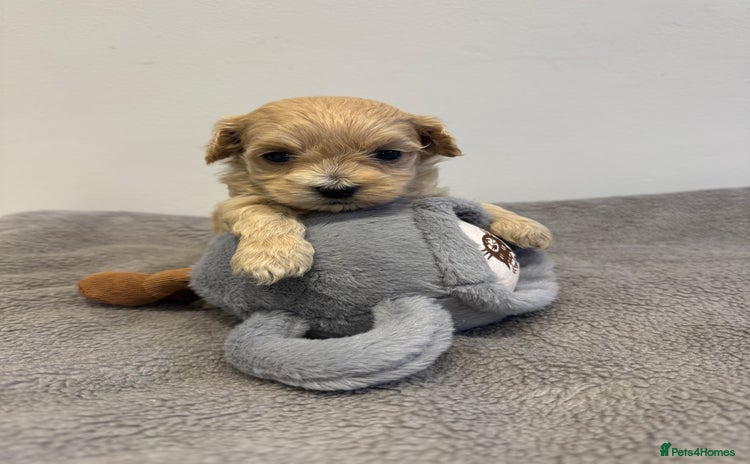 Maltipoo dogs - Advert 3