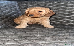 Cockapoo dogs for sale: 6 cockapoo F1 puppies seeking their forever homes - Advert 5