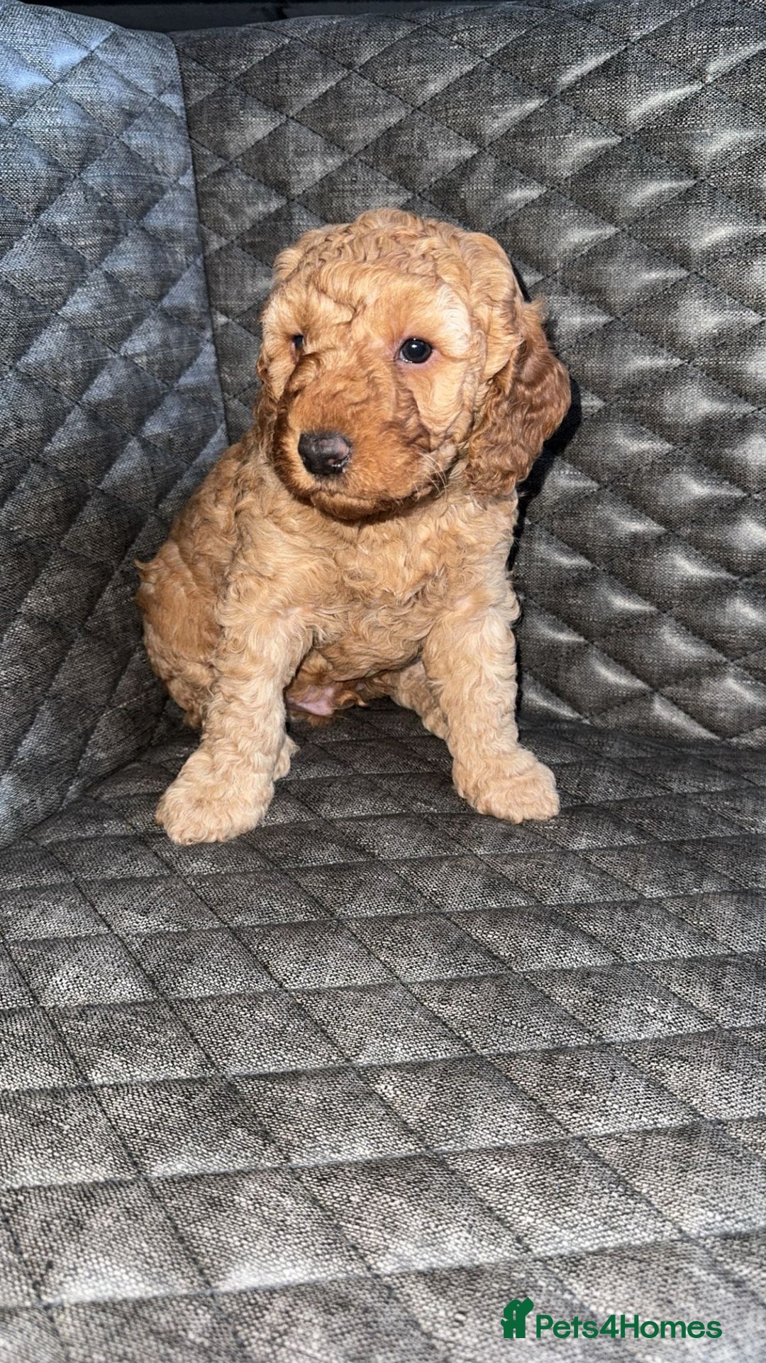 Cockapoo dogs for sale: 6 cockapoo F1 puppies seeking their forever homes - Advert 5