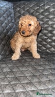 Cockapoo dogs 6 cockapoo F1 puppies seeking their forever homes - Advert 1