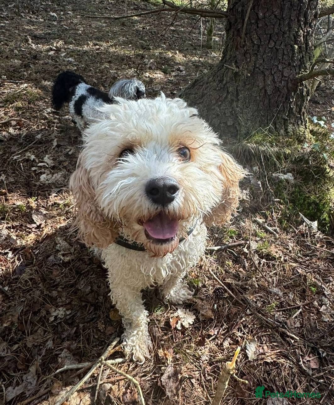 Poochon dogs 3yr Old Cavapoochon - Advert 3