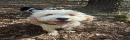 Poochon dogs for sale: 3yr Old Cavapoochon in Neath - Advert 1