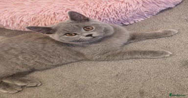 British Shorthair cats - Advert 3