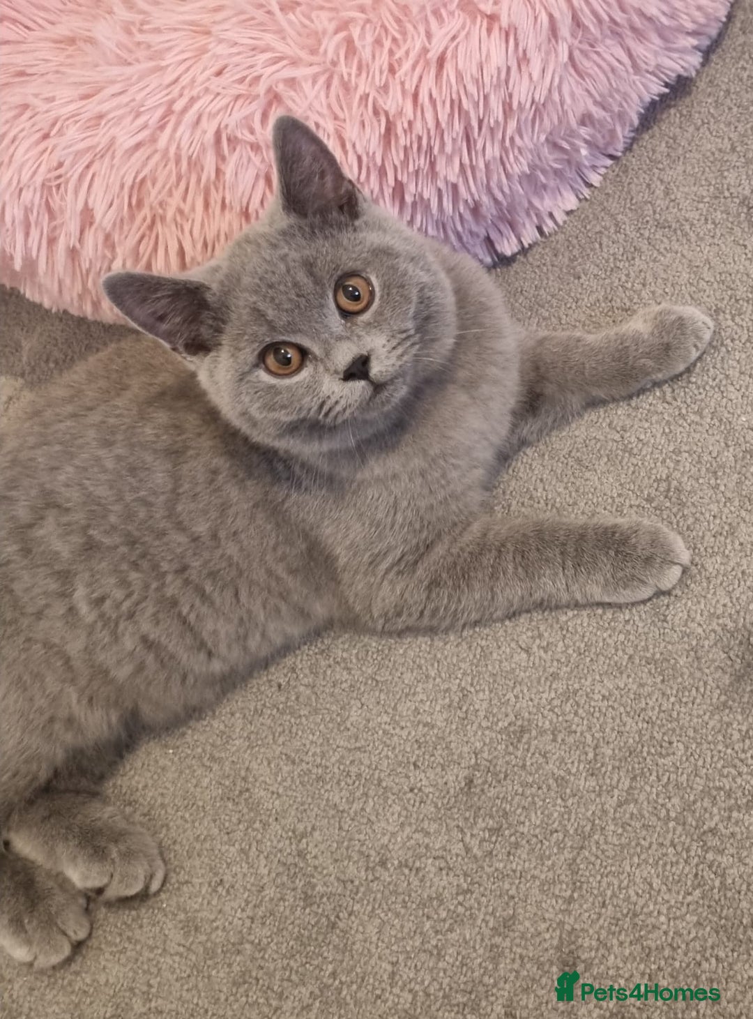 British Shorthair cats for sale:  BRITISH SHORTHAIR BOYS AVAILABLE  - Image 3