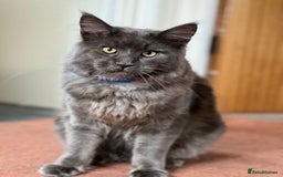 Maine Coon cats for sale: 4 beautiful maine coon kitten  - Image 10