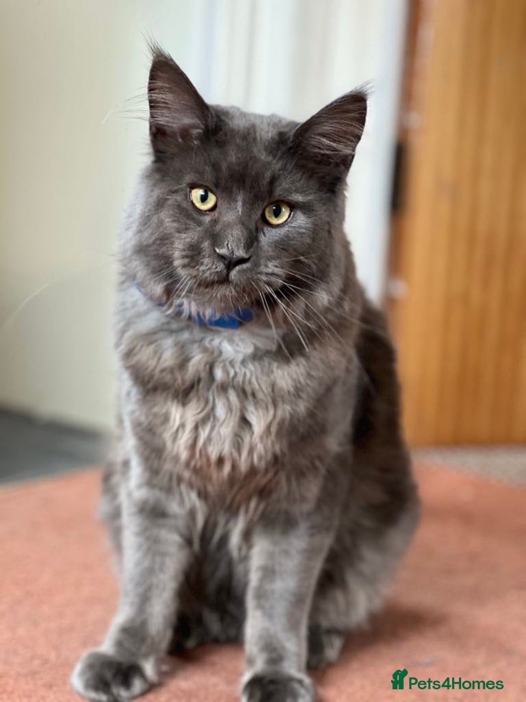 Maine Coon cats for sale: 4 beautiful maine coon kitten  - Image 10