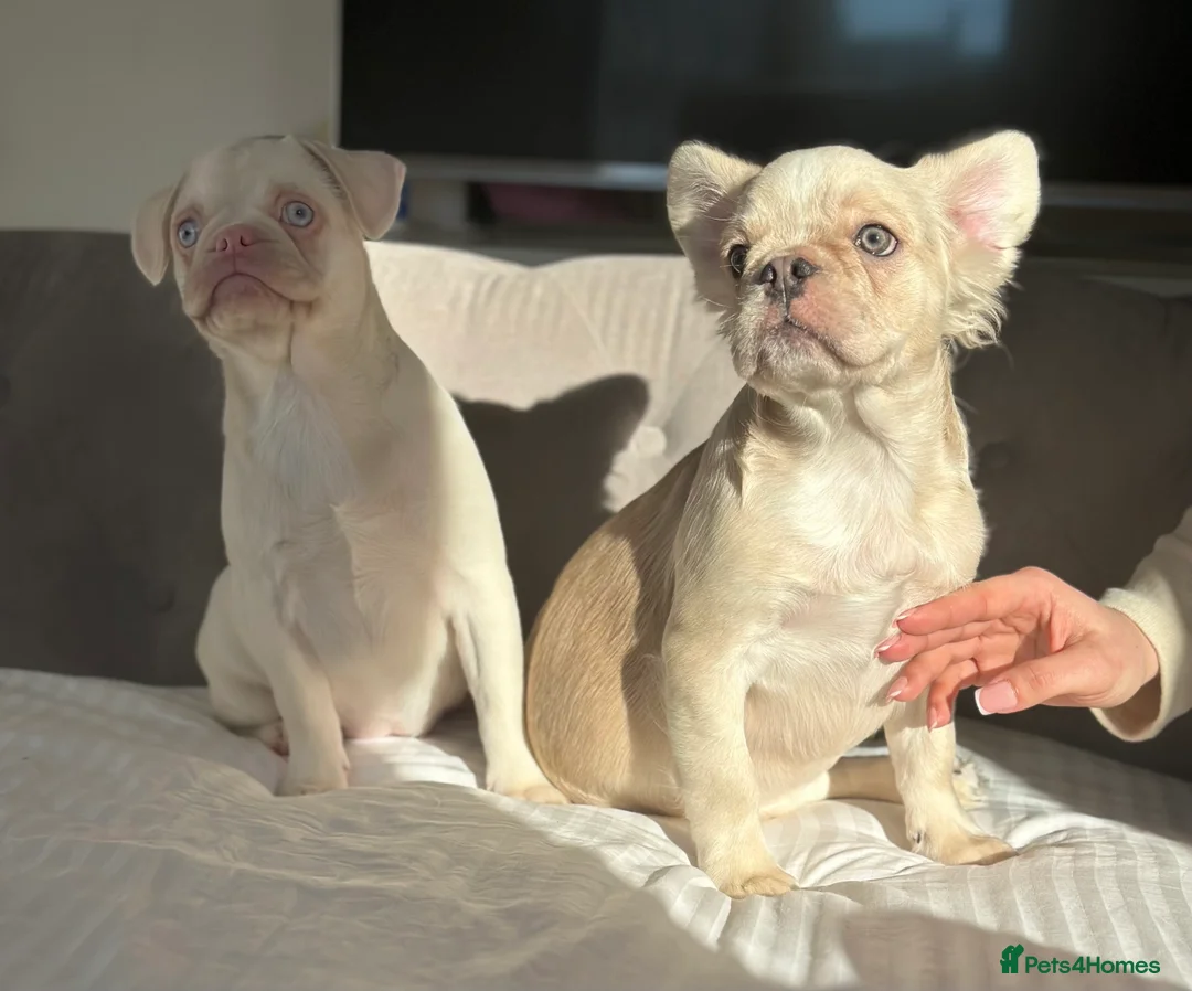 French Bulldog dogs for sale: Quality KC Reg French bulldog puppies - Advert 2