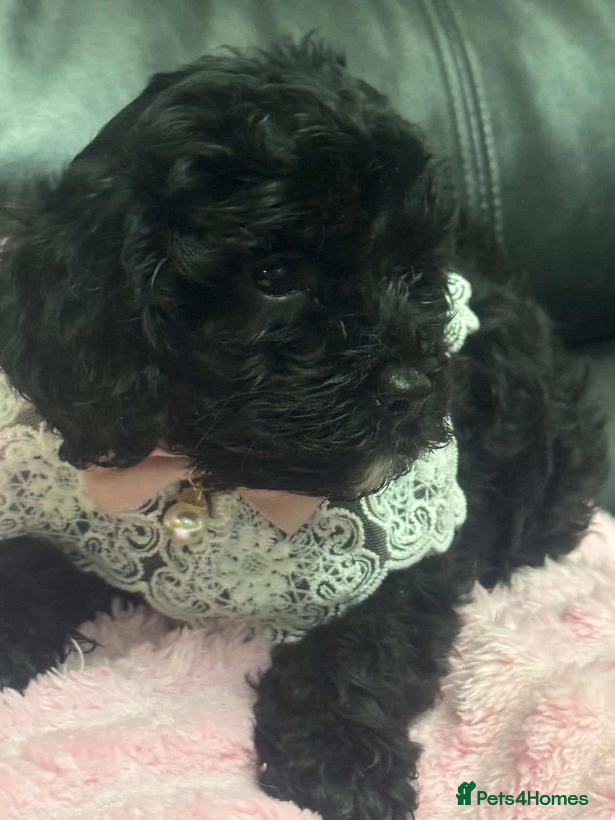 Cavapoo dogs F1 Cavapoos, extensively health tested parents  - Advert 2
