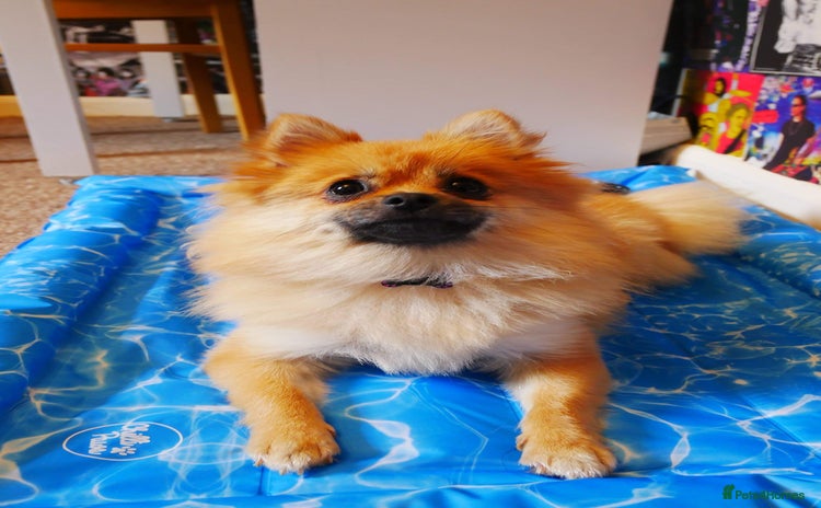 Pomeranian dogs - Advert 1