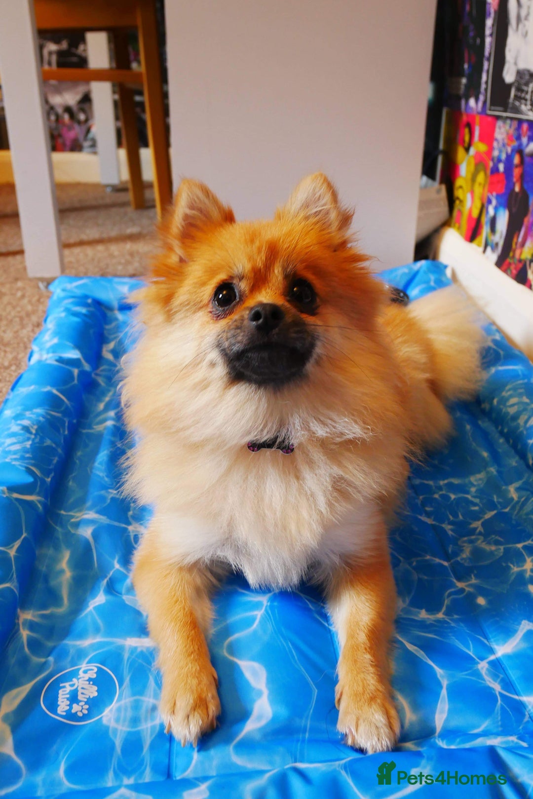 Pomeranian dogs for sale: 5 year old female Pomeranian - Image 1