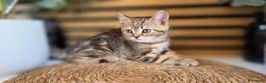 British Shorthair 5