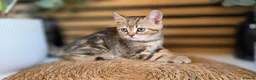 British Shorthair cats for sale: Beautiful British kittens - Advert 23