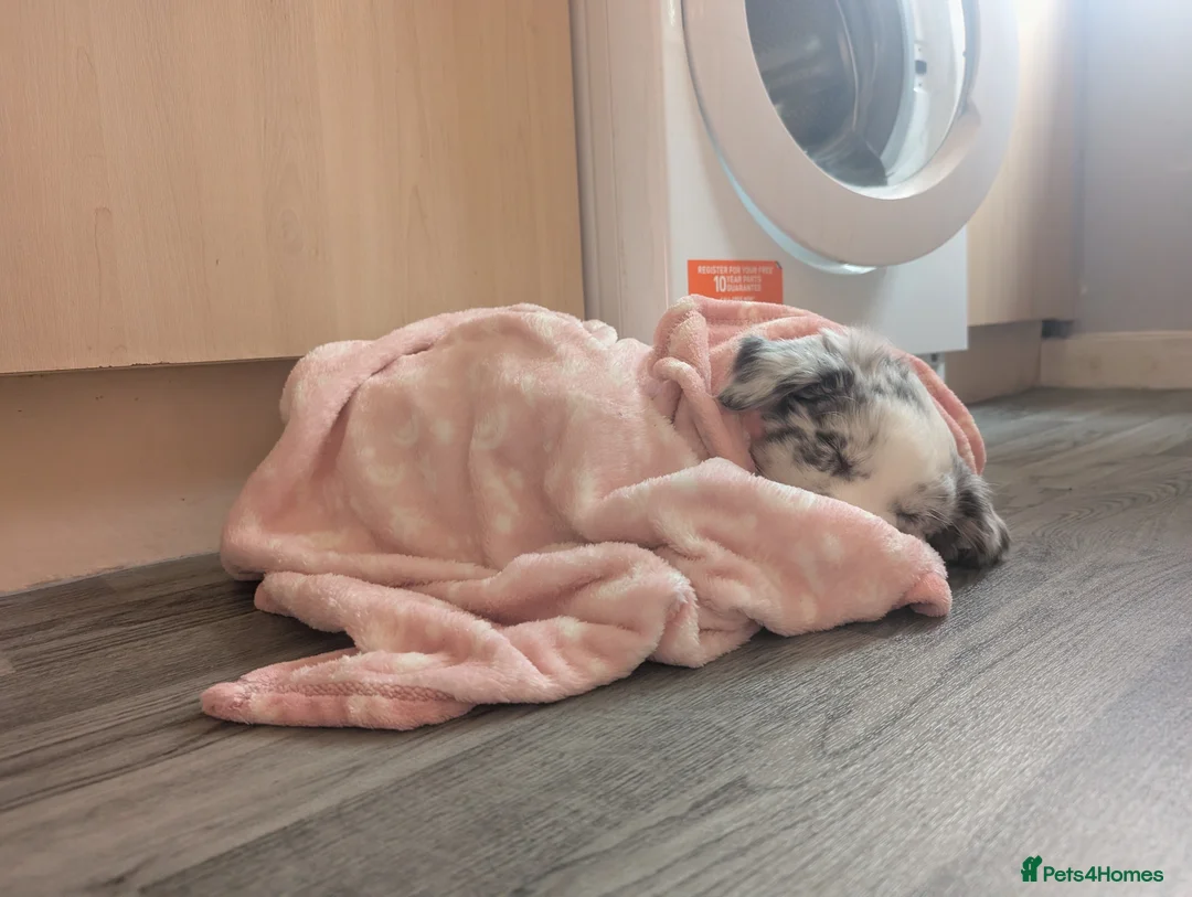 Border Collie dogs for sale: Beautiful merle border collie male in Halifax - Advert 2