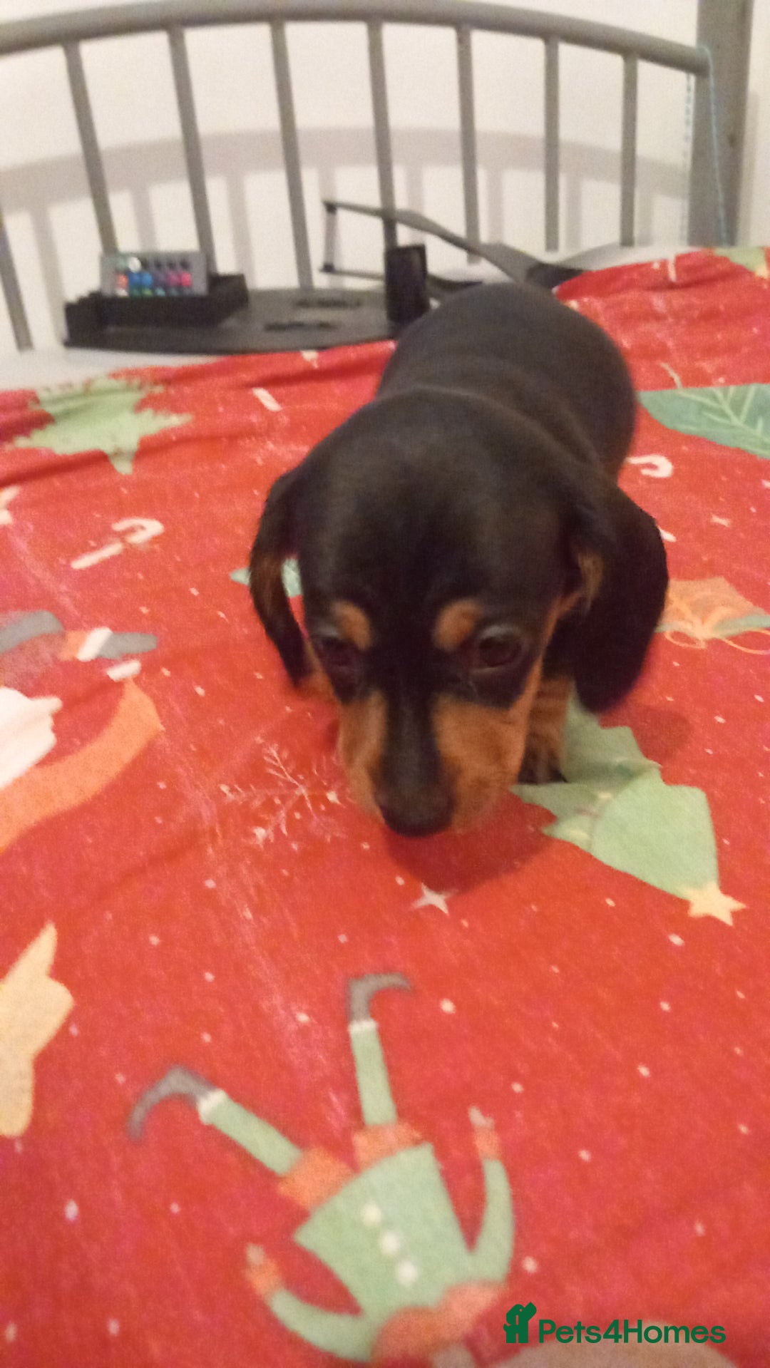 Dachshund dogs for sale: Dashound puppy  - Advert 3