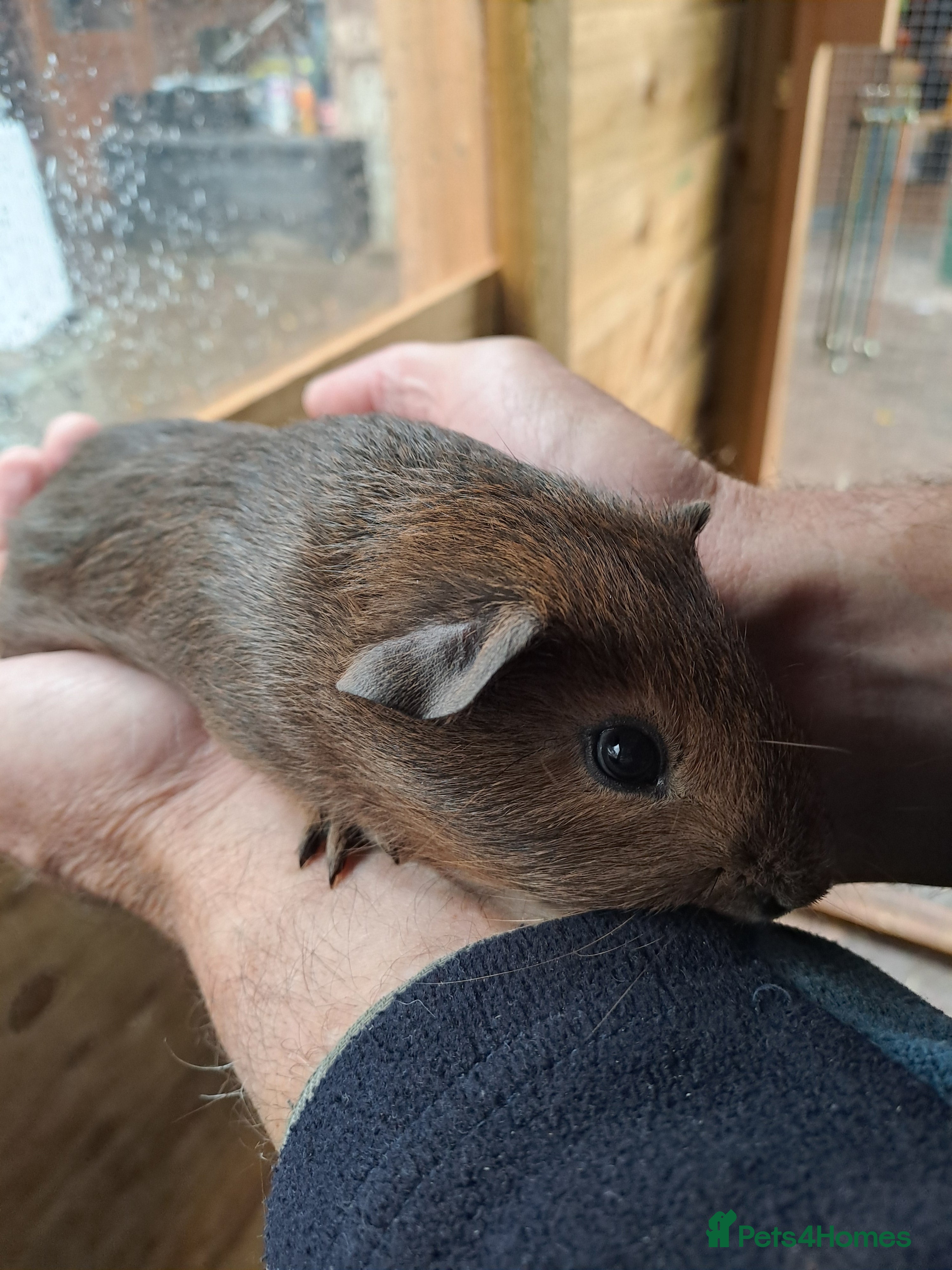 Guinea Pig rodents Beautiful Baby guinea pigs for sale  - Advert 5