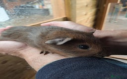 Guinea Pig rodents for sale: Beautiful Baby guinea pigs for sale  - Image 1