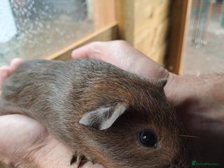 Guinea Pig rodents - Advert 11