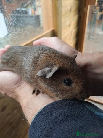 Guinea Pig rodents - Advert 1