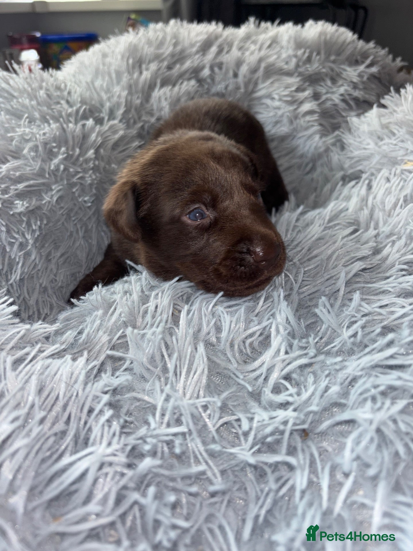 Labrador Retriever dogs Stunning Chunky chocolate and black Labrador pups - Advert 10