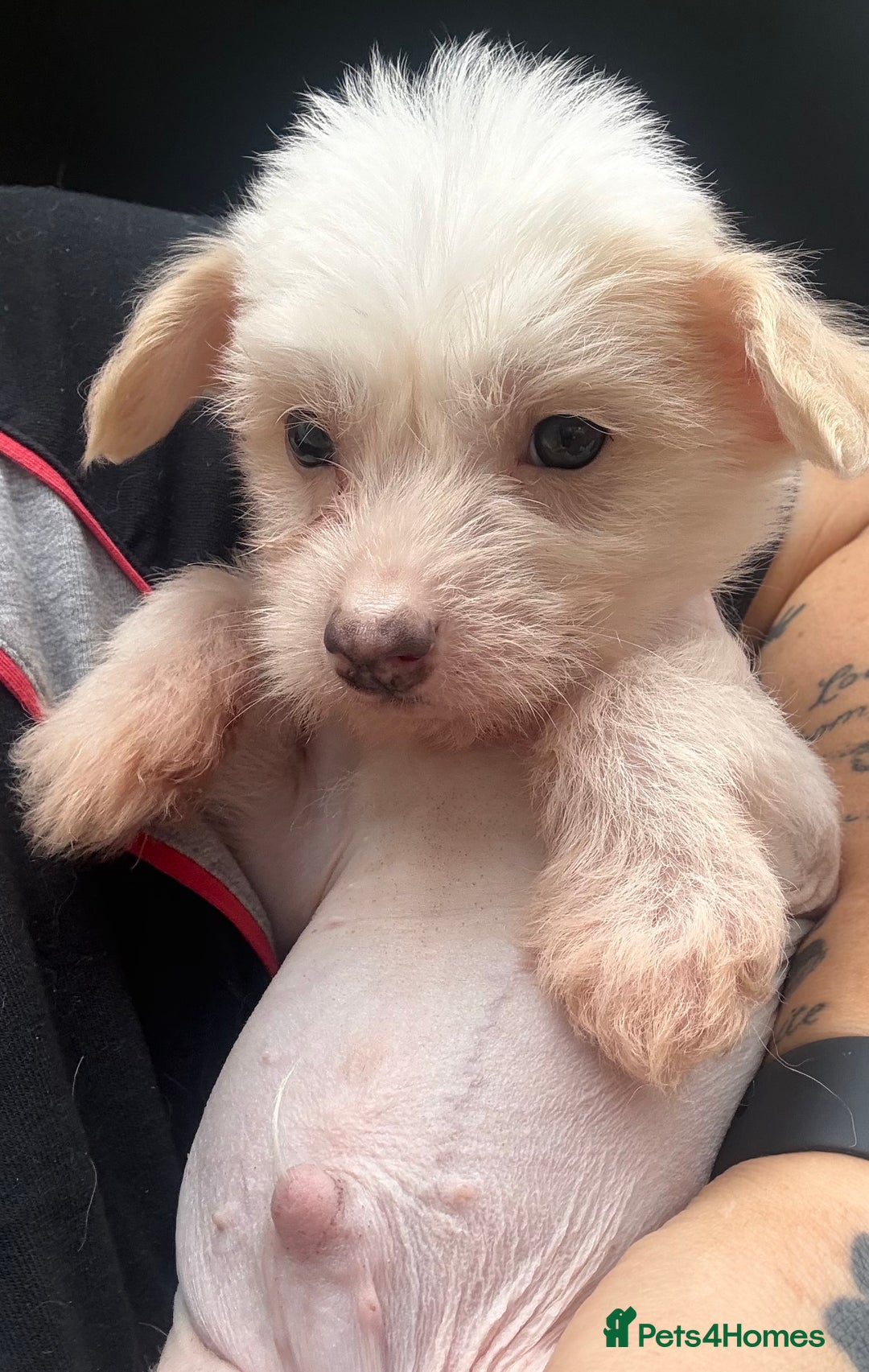 Chinese Crested dogs for sale: Cute Chinese Crested Hairy Hairless Boy.. 💙 - Image 3