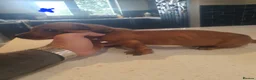 Dachshund dogs for sale: Daschund puppies 🐶 £900 ovno - Advert 11