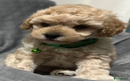 Maltipoo dogs for sale: 🐶 3 Gorgeous Toy Maltipoo F1b Puppies for sale🐶  - Image 12