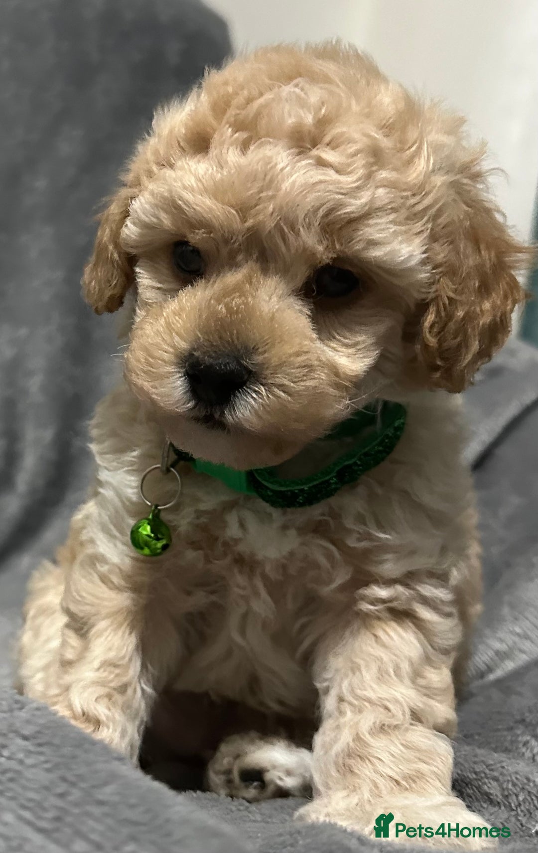 Maltipoo dogs for sale: 🐶 3 Gorgeous Toy Maltipoo F1b Puppies for sale🐶  - Image 12