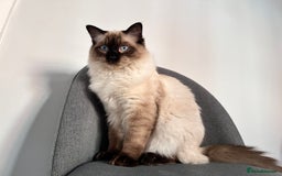 Ragdoll cats for stud: Beautiful Ragdoll Stud  - Image 5