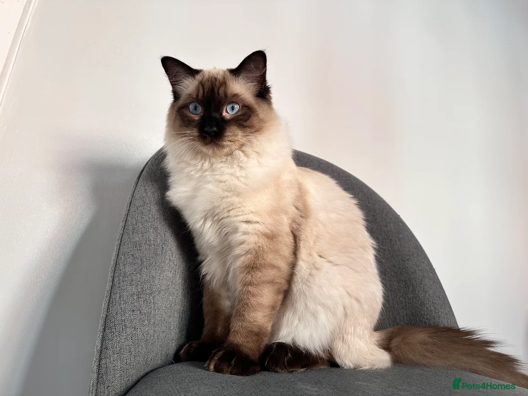 Ragdoll cats for stud: Beautiful Ragdoll Stud  - Advert 5