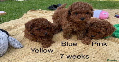 Toy Poodle dogs - Advert 2