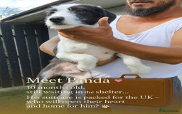 Mixed Breed dogs for adoption: 🐾 Panda – a tender pup looking for love 💛 - Advert 2