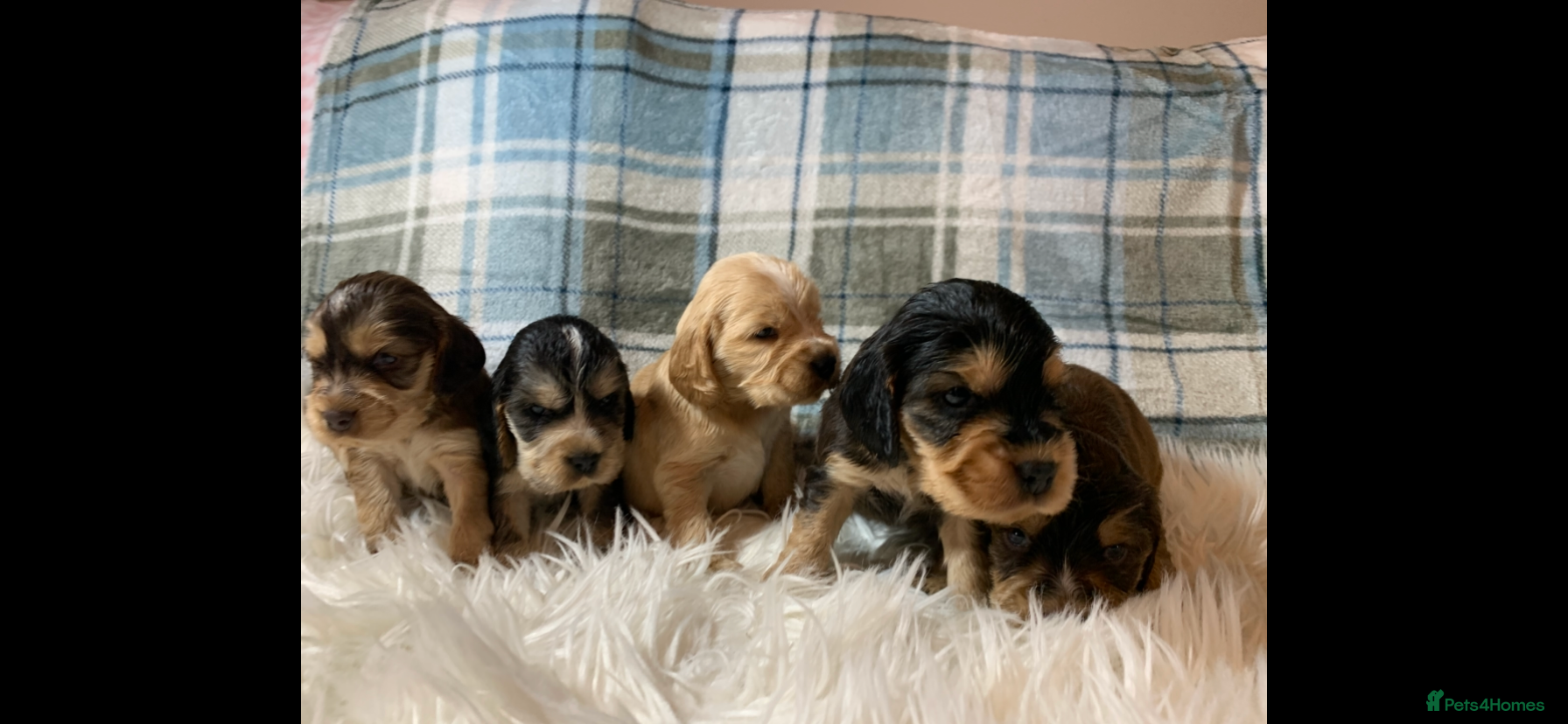 Cocker Spaniel dogs Show type cocker spaniel puppy’s PRA Clear  - Advert 2