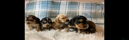 Cocker Spaniel dogs for sale: Show type cocker spaniel puppy’s PRA Clear  - Advert 4