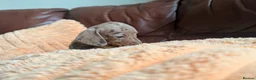 Miniature Dachshund dogs for sale: Miniature Dachshund Puppies - Advert 10