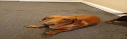 Miniature Dachshund dogs for sale: * tan miniature daschaund *  - Advert 5
