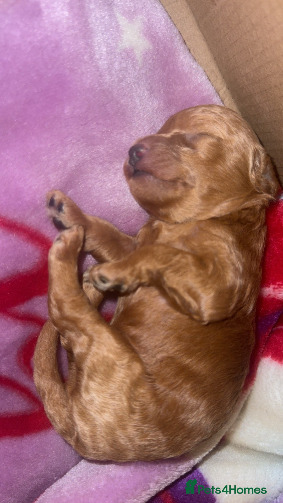 Miniature Poodle dogs for sale: Apricot pup - Advert 7