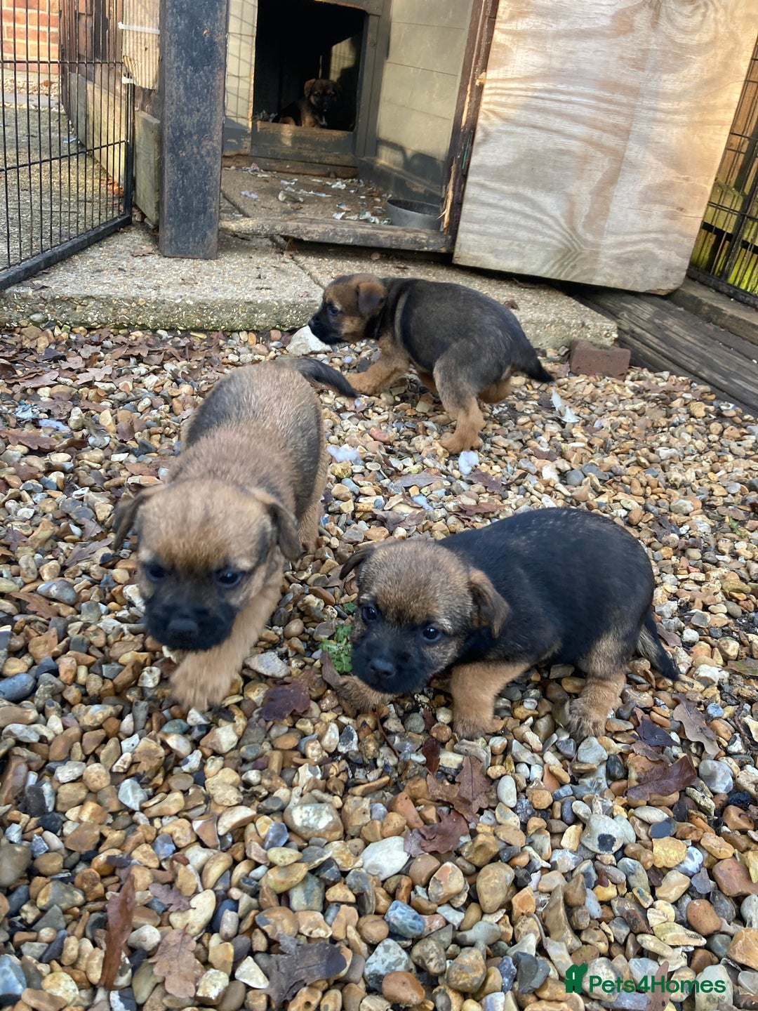 Border Terrier dogs for sale: Pure border terrier puppies  - Advert 25