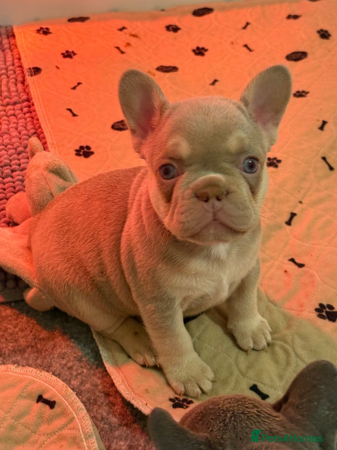French Bulldog dogs for sale: French Bulldog Puppies  - Advert 7