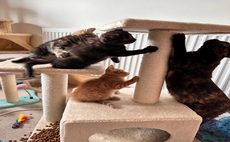 Mixed Breed cats - Advert 16