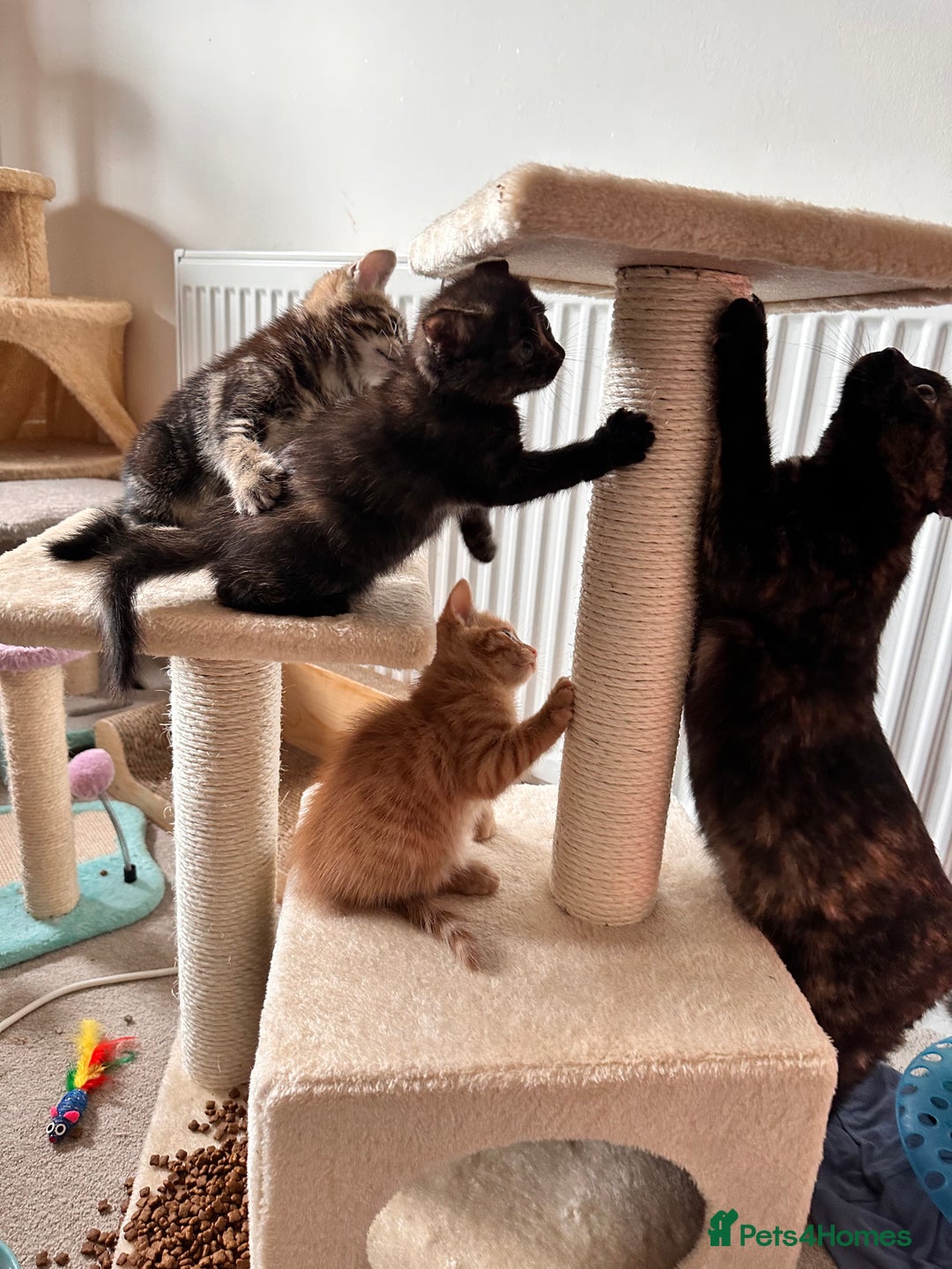 Mixed Breed cats for sale: Amiable bengal mix tabby kittens - Image 2