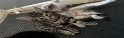 Mixed Breed cats for sale: 3 boys ready to leave NOW  - Advert 5