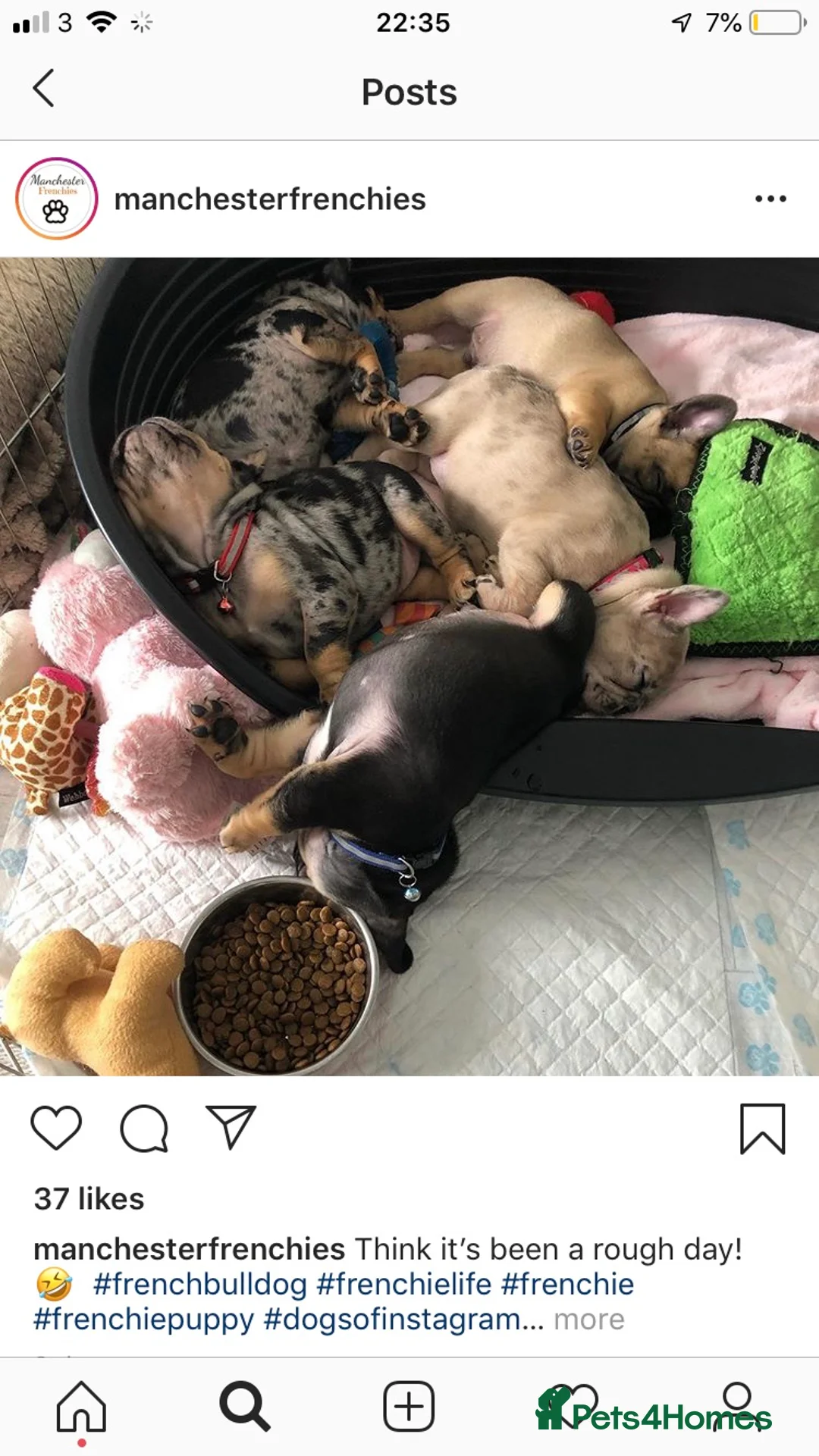 French Bulldog dogs for stud: HEALTH TESTED BLUE MERLE & TAN STUD CARRYING COCOA in Boston - Advert 8