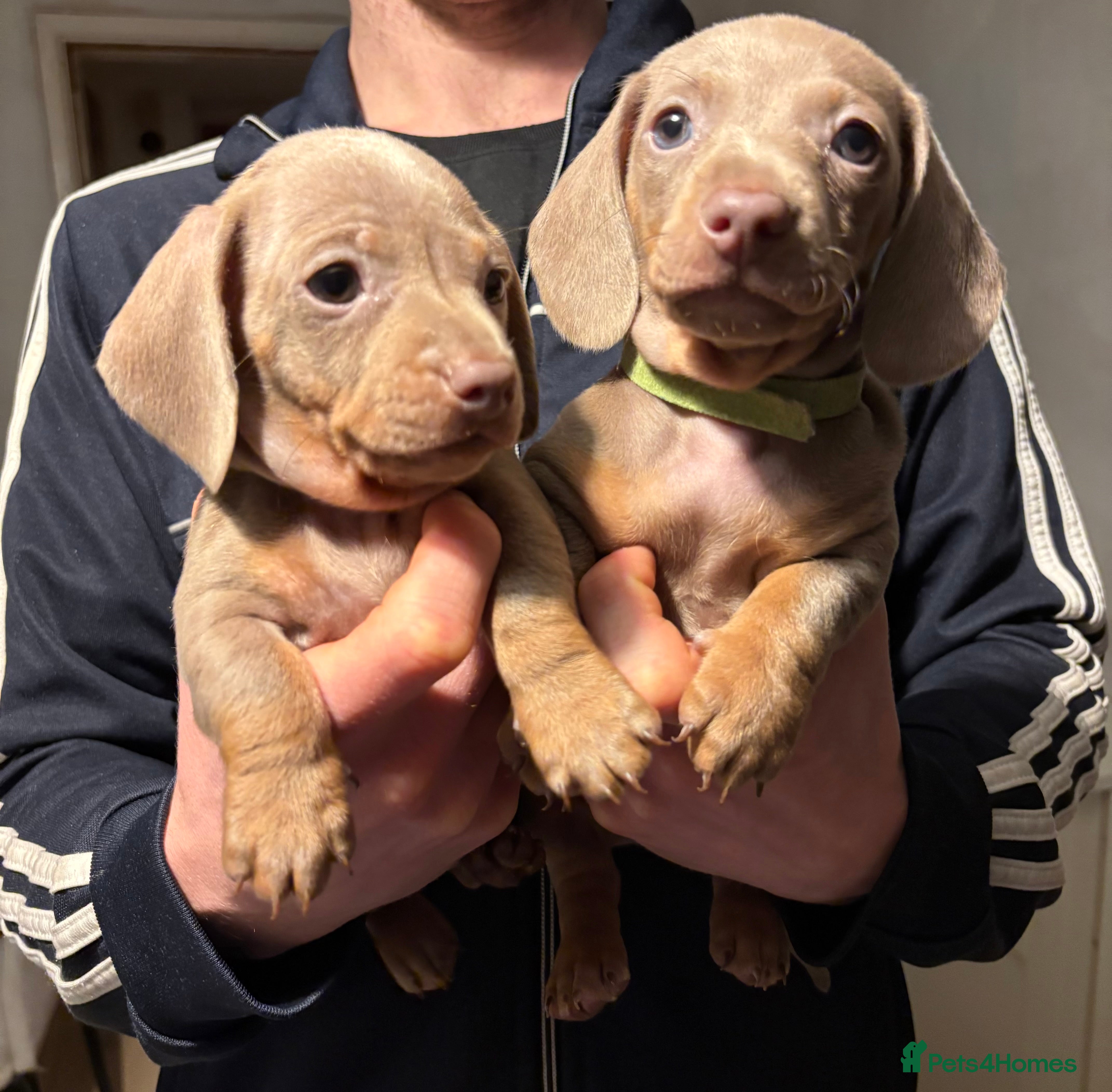 Miniature Dachshund dogs Miniature shorthaired dachshund pups - Advert 10