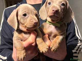 Miniature Dachshund dogs Miniature shorthaired dachshund pups - Advert 1